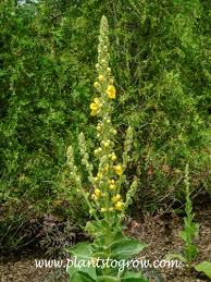 Attēlu rezultāti vaicājumam “Verbascum thapsus”