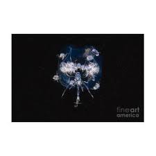 Attēlu rezultāti vaicājumam “Phronia sp. larva”