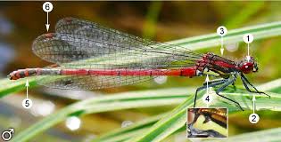 Attēlu rezultāti vaicājumam “Pyrrhosoma nymphula”