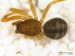 Attēlu rezultāti vaicājumam “Linyphiidae”