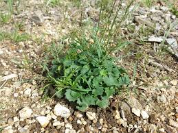 Attēlu rezultāti vaicājumam “Campanula rotundifolia leaf”