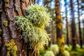 Attēlu rezultāti vaicājumam “Usnea hirta”