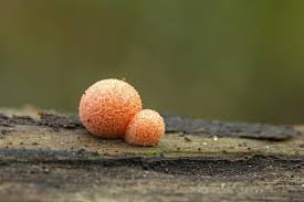 Attēlu rezultāti vaicājumam “Lycogala epidendrum s.str. sessile”