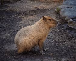 Attēlu rezultāti vaicājumam “Rodentia”