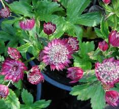 Image result for Astrantia majon `Abbey Road`