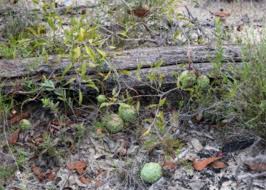 Attēlu rezultāti vaicājumam “Corynephorus canescens fruit”