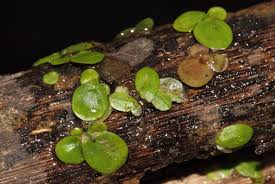 Attēlu rezultāti vaicājumam “Spirodela polyrhiza”