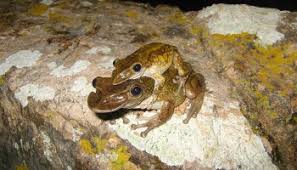 Attēlu rezultāti vaicājumam “Epirhoe tristata”