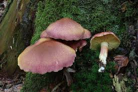 Attēlu rezultāti vaicājumam “Tricholomopsis rutilans”