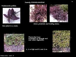 Attēlu rezultāti vaicājumam “Stemonitis pallida stalked”