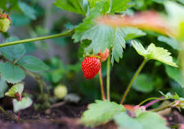Image result for Fragaria vesca