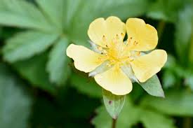 Attēlu rezultāti vaicājumam “Potentilla reptans flower”