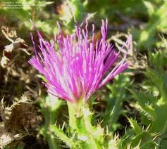 Attēlu rezultāti vaicājumam “Cirsium acaule flower”