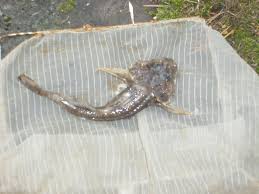 Image result for Myoxocephalus quadricornis