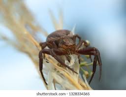 Attēlu rezultāti vaicājumam “Xysticus bifasciatus”