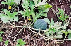 Attēlu rezultāti vaicājumam “Citrullus lanatus”