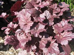 Image result for Heuchera `Midnight Rose`