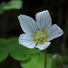 Attēlu rezultāti vaicājumam “Oxalis acetosella flower”