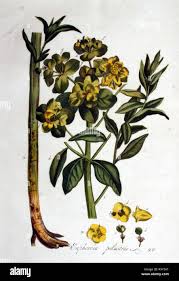 Attēlu rezultāti vaicājumam “Euphorbia palustris leaf”