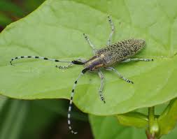 Attēlu rezultāti vaicājumam “Agapanthia villosoviridescens”