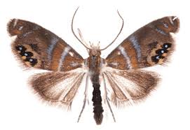 Attēlu rezultāti vaicājumam “Crambidae”