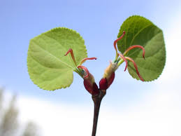 Attēlu rezultāti vaicājumam “Cercidiphyllum japonicum flower”
