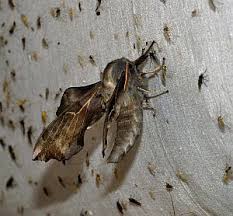 Attēlu rezultāti vaicājumam “Agonopterix hypericella imago”