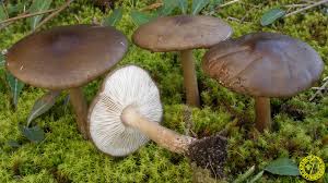 Image result for Melanoleuca rasilis var. pseudoluscina