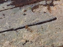 Attēlu rezultāti vaicājumam “Phlebia serialis”