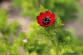 Image result for Adonis aestivalis