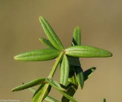 Attēlu rezultāti vaicājumam “Galium boreale fruit”
