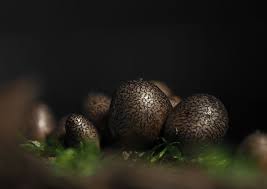 Attēlu rezultāti vaicājumam “Lycogala conicum macro”