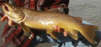 Image result for Salmo ciscaucasicus