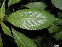 Attēlu rezultāti vaicājumam “Impatiens glandulifera leaf”