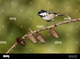 Attēlu rezultāti vaicājumam “Periparus ater adult”