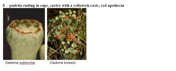 Attēlu rezultāti vaicājumam “Cladonia”