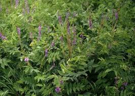 Attēlu rezultāti vaicājumam “Galega orientalis”