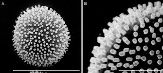 Attēlu rezultāti vaicājumam “Comatricha laxa spores”