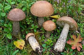 Attēlu rezultāti vaicājumam “Leccinum scabrum”