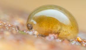 Attēlu rezultāti vaicājumam “Phronia sp. larva”