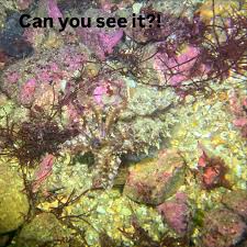 Image result for London Hellfins