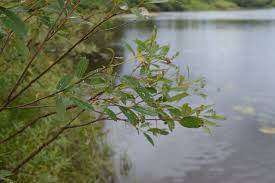 Attēlu rezultāti vaicājumam “Salix triandra fruit”