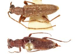 Attēlu rezultāti vaicājumam “Anthicidae”