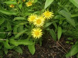Attēlu rezultāti vaicājumam “Inula britannica leaf”