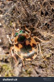 Attēlu rezultāti vaicājumam “Omophron limbatum”