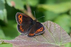 Attēlu rezultāti vaicājumam “Erebia aethiops”