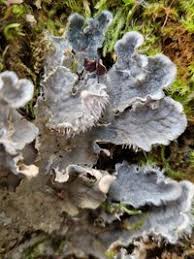 Attēlu rezultāti vaicājumam “Peltigera canina”