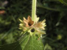 Attēlu rezultāti vaicājumam “Stachys palustris fruit”