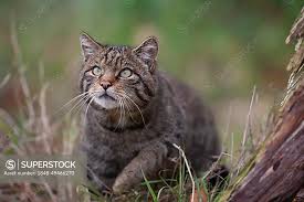 Attēlu rezultāti vaicājumam “Felis silvestris catus adult”