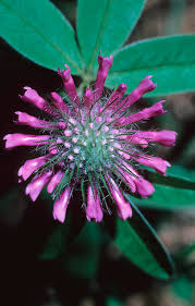 Attēlu rezultāti vaicājumam “Trifolium alpestre flower”